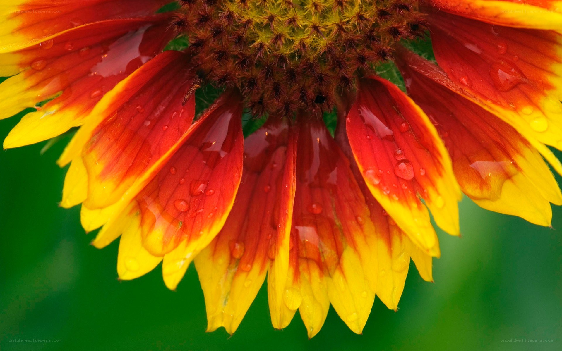 Raindrops on a colorful flower