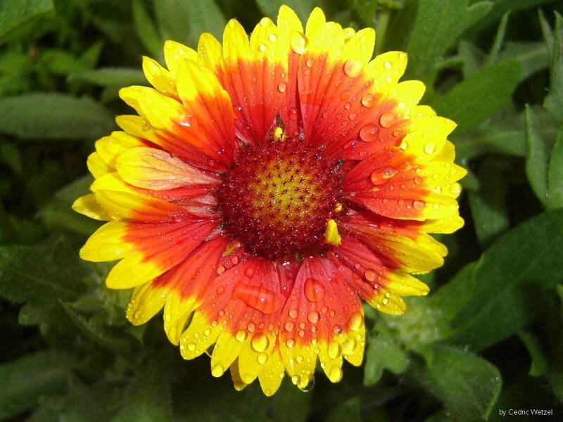 Raindrops on a colorful flower