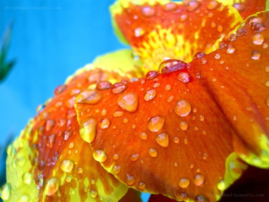 Raindrops on a colorful flower