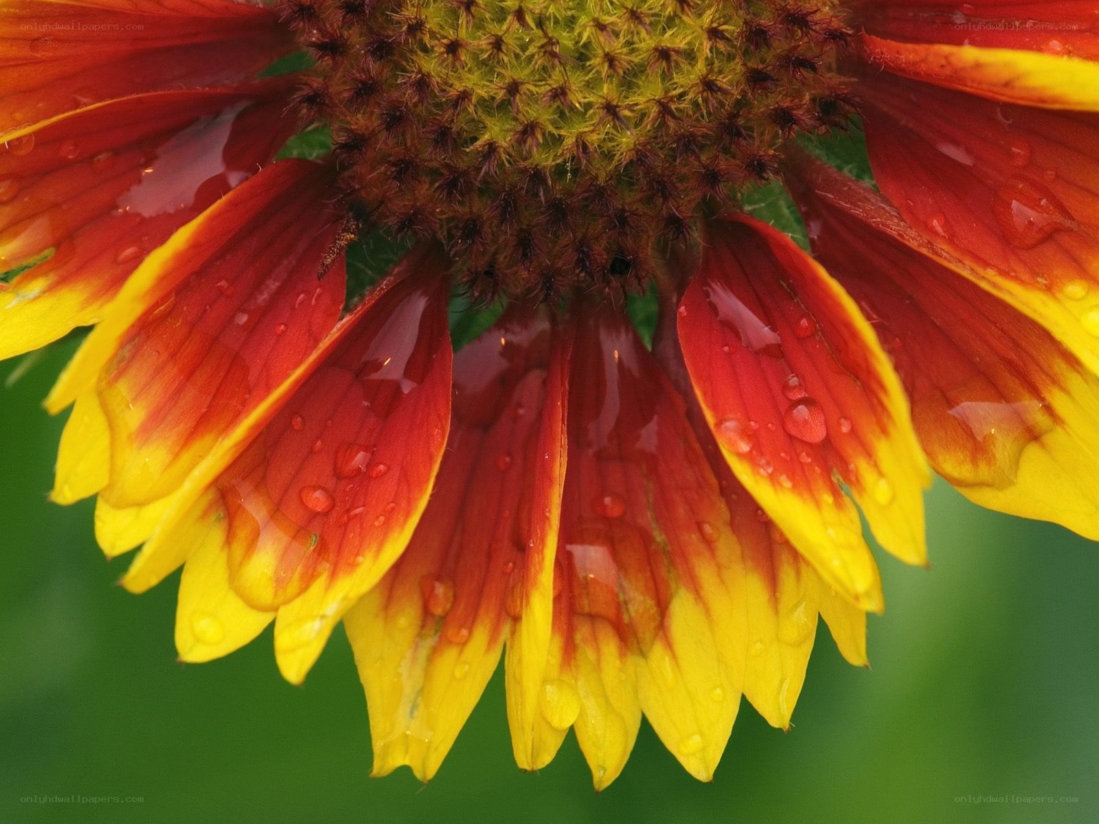 Raindrops on a colorful flower