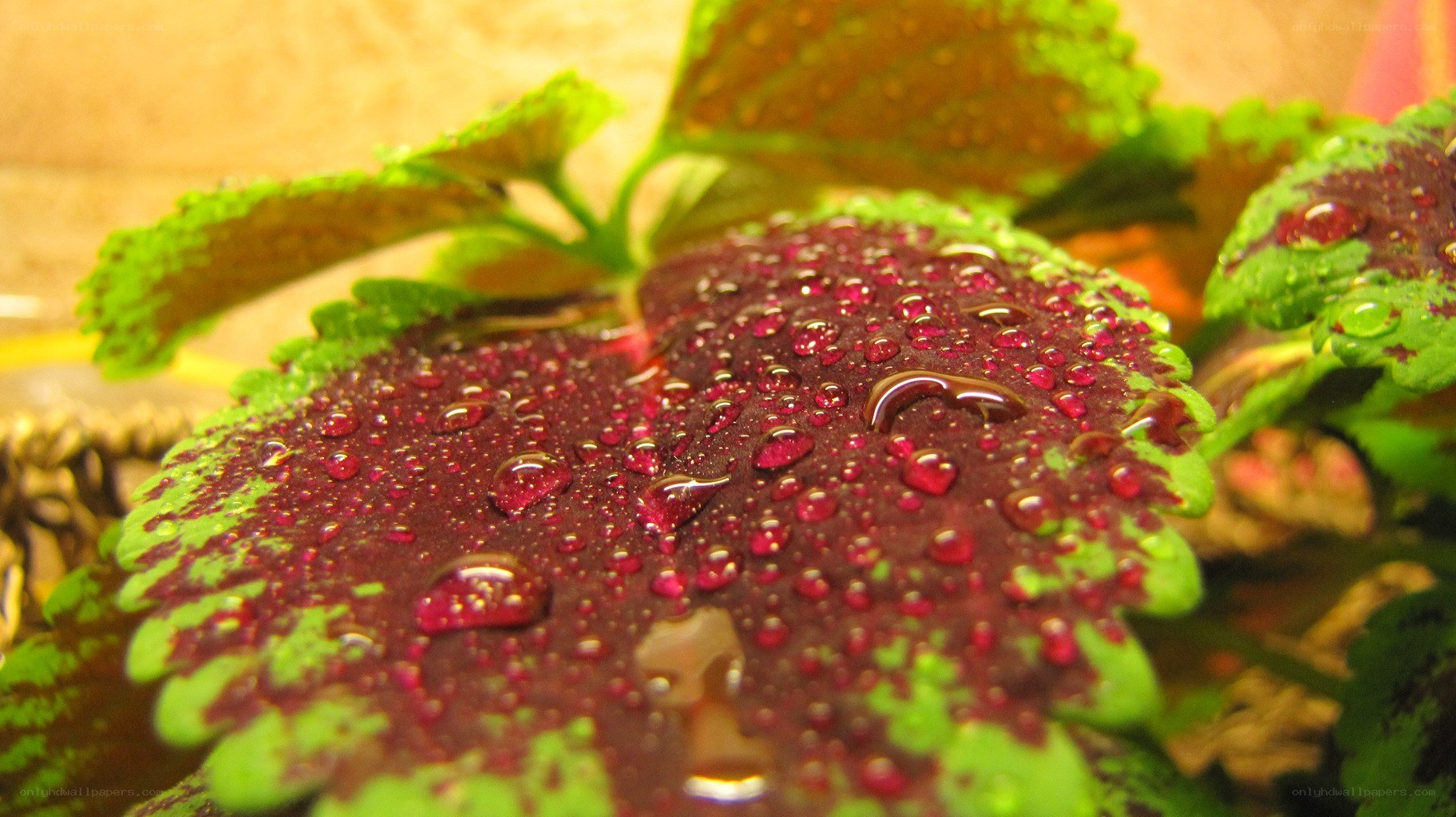 raindrops on a colorful leaf