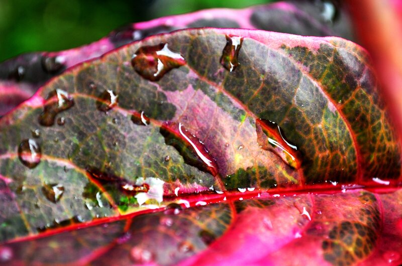 Raindrops on a colorful leaf