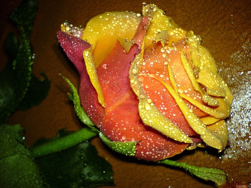 Raindrops on a colorful rose