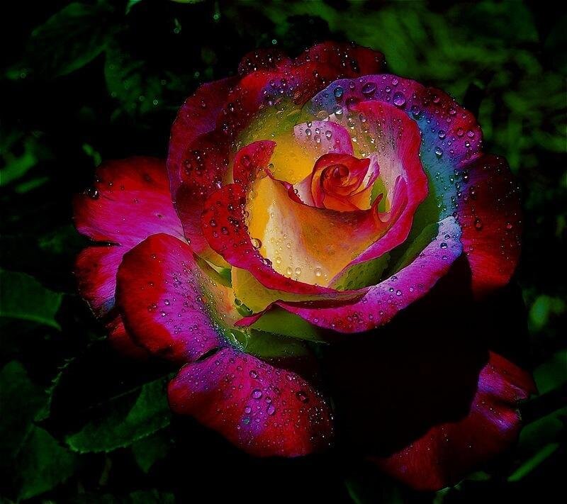 Raindrops on a colorful rose