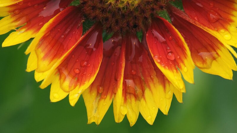raindrops on a coneflower