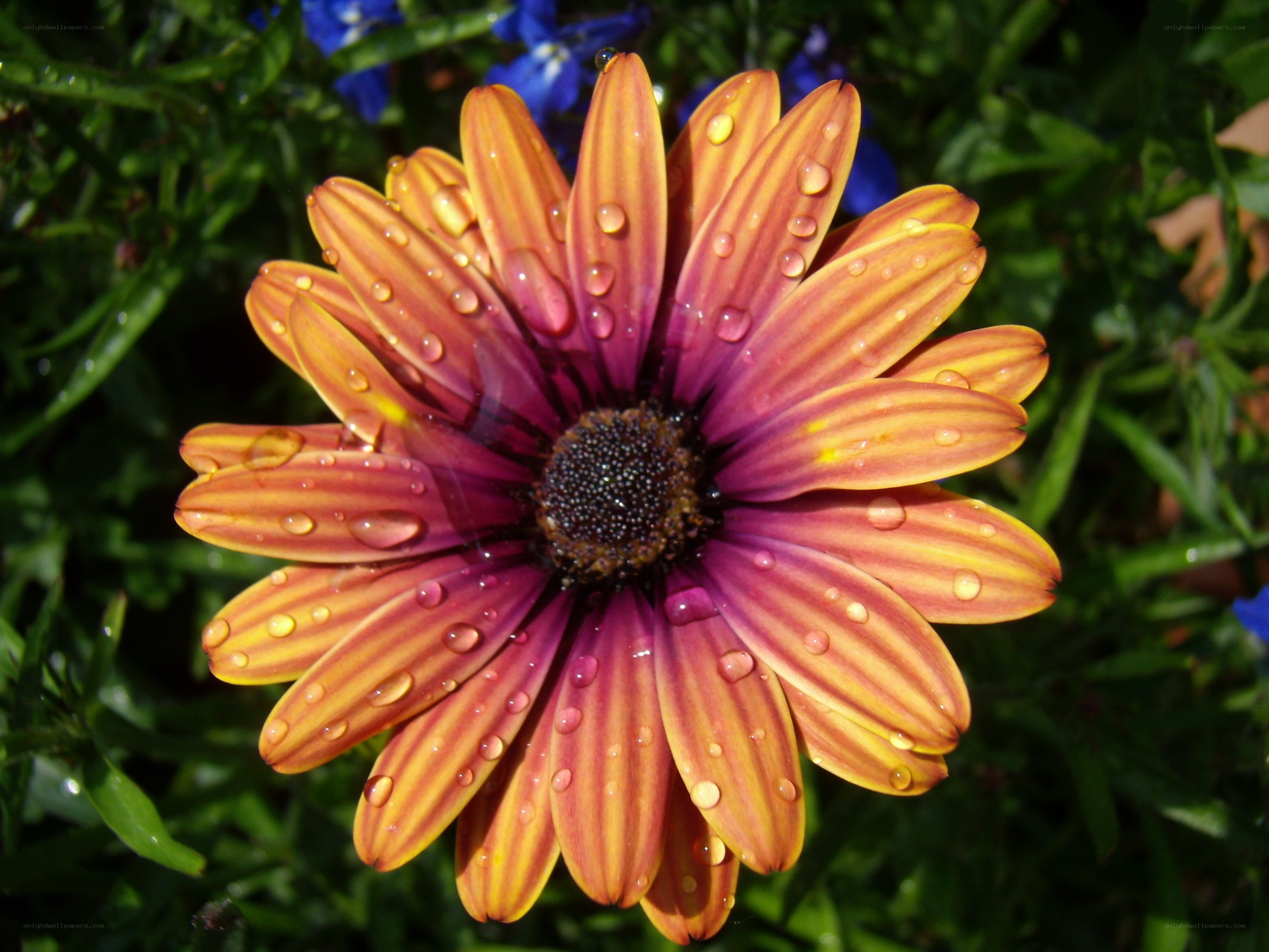 Raindrops on a daisy flower
