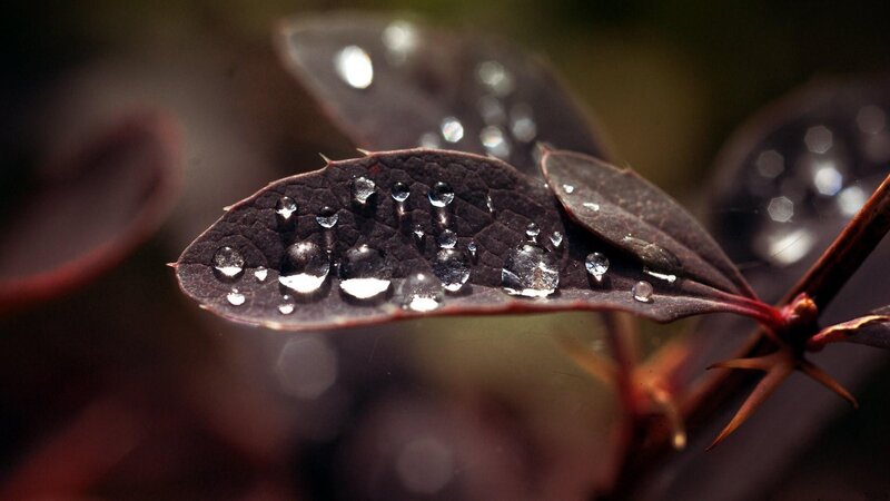 Raindrops on a dark leaf