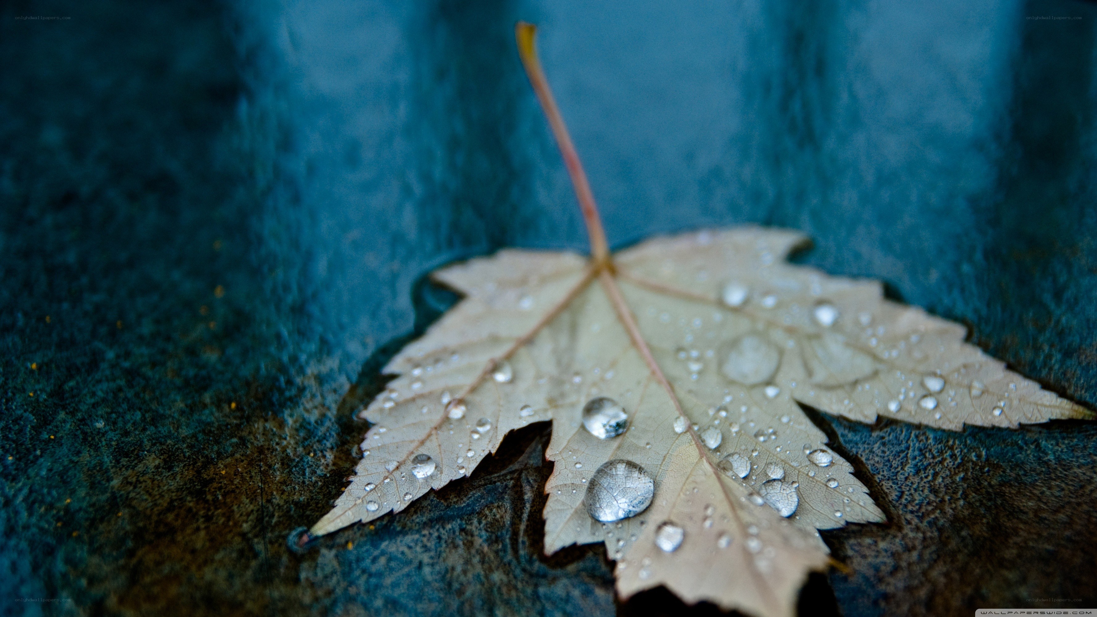 Raindrops on a fallen leaf