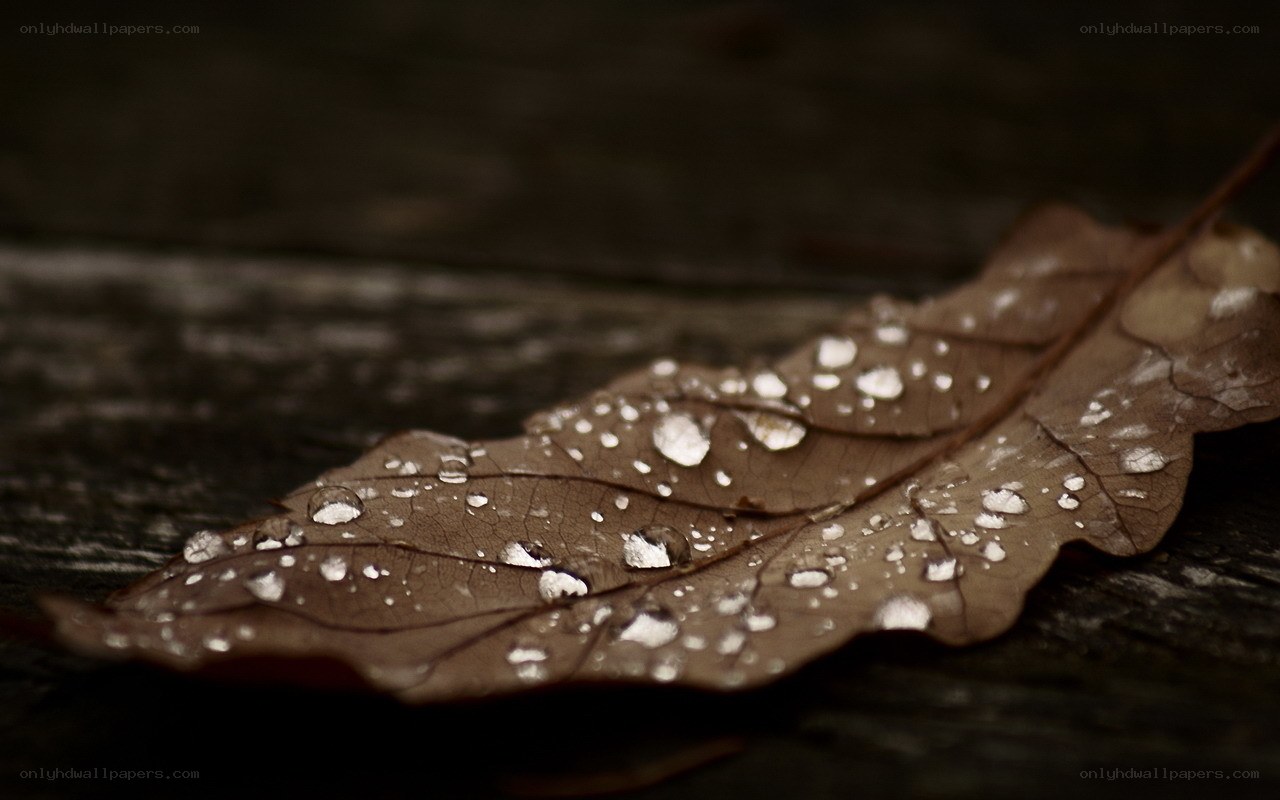 Raindrops on a fallen leaf