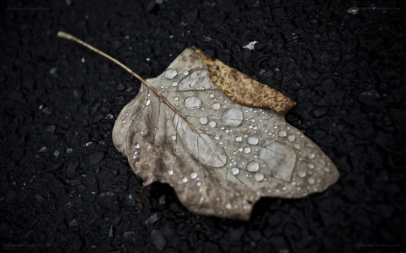 Raindrops on a fallen leaf