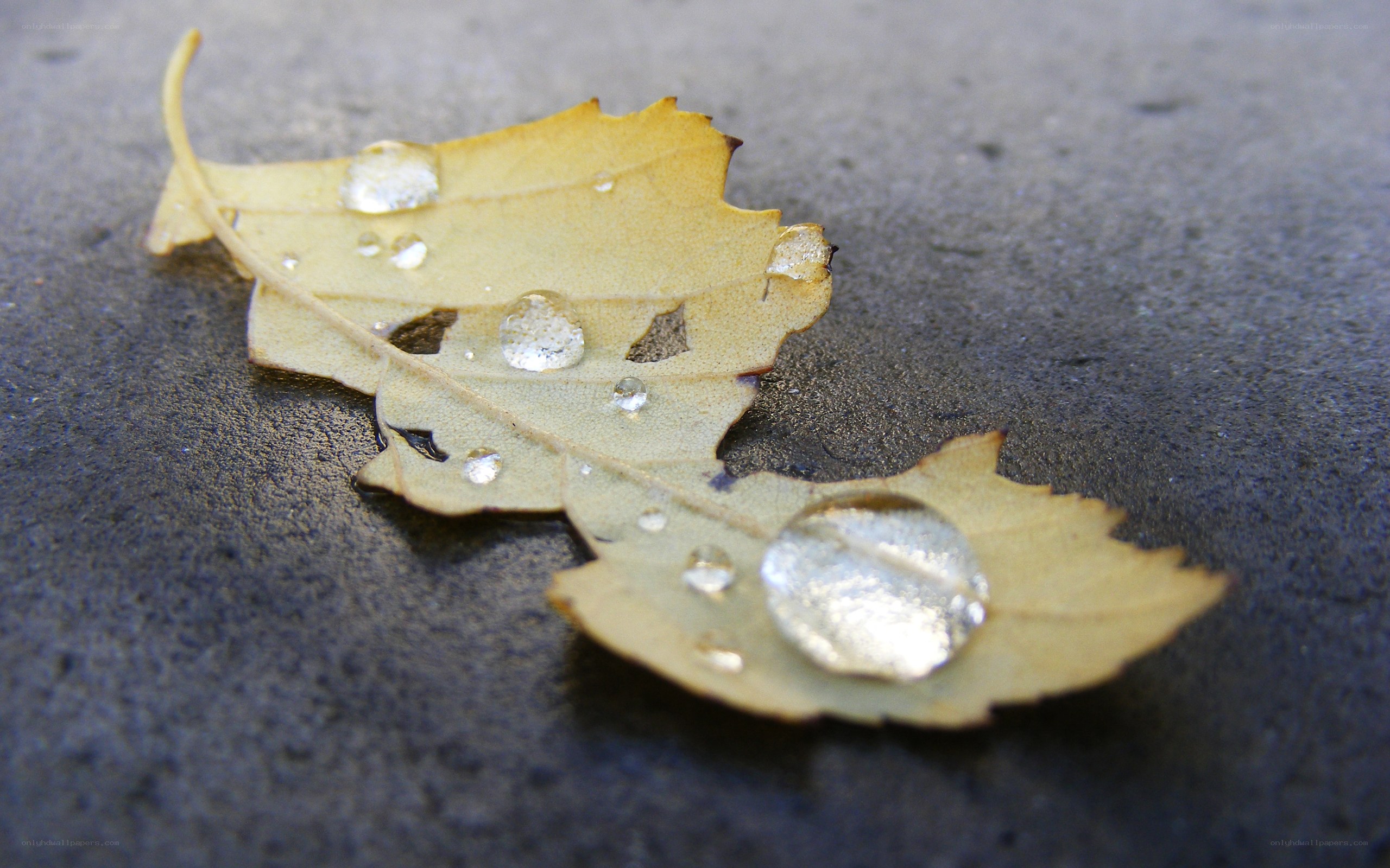 Raindrops on a fallen leaf