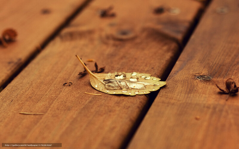 Raindrops on a fallen leaf