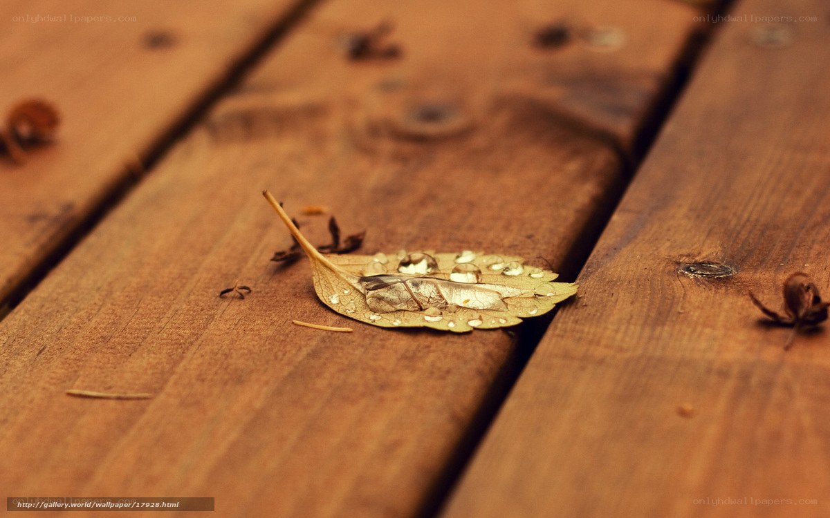 Raindrops on a fallen leaf