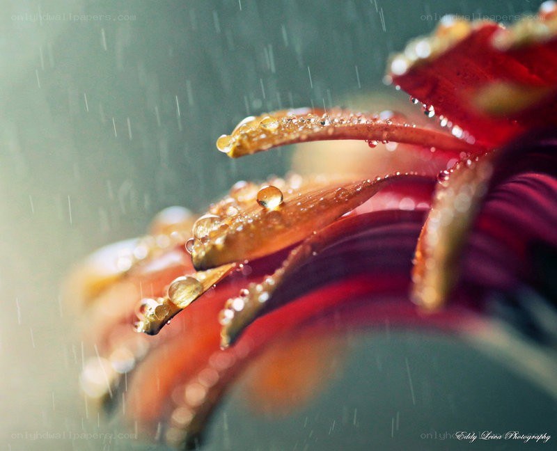Raindrops on a flower petal