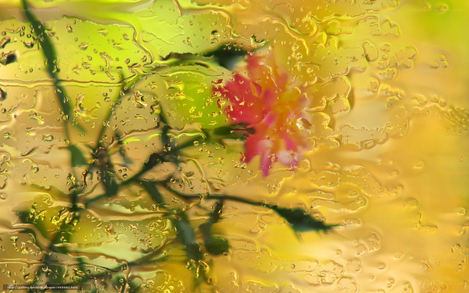 Raindrops on a flower