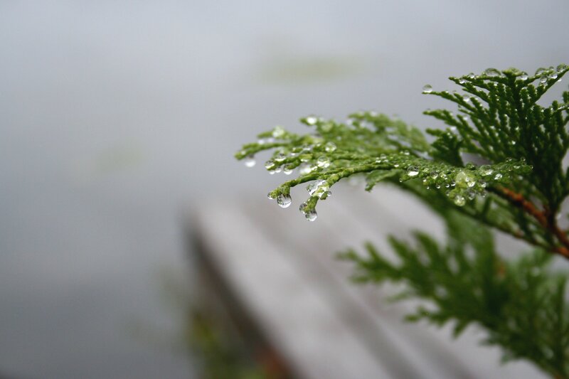 Raindrops on a green branch