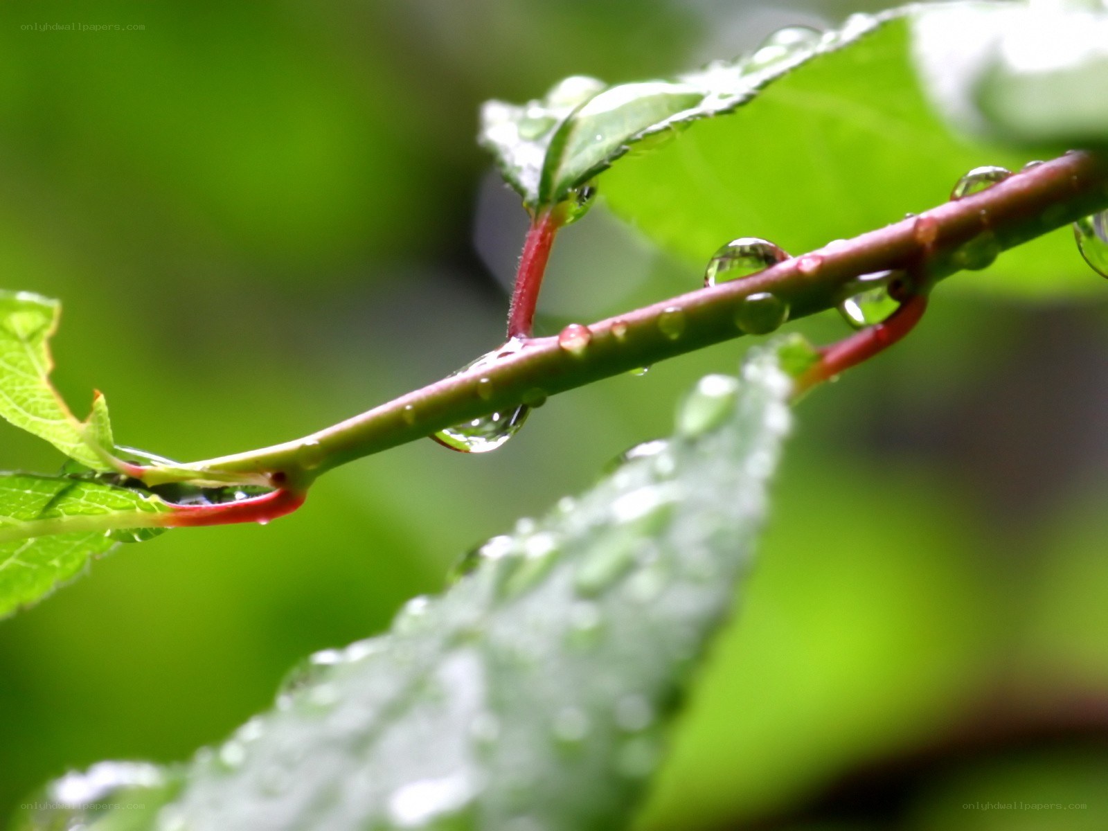 Raindrops on a green branch