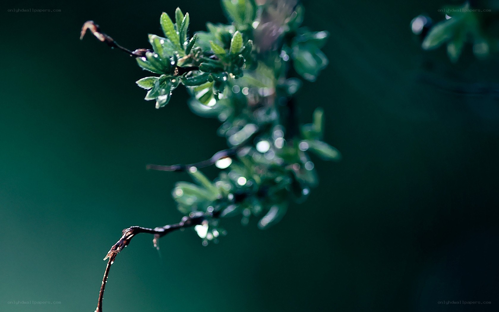 raindrops on a green branch