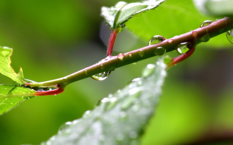 raindrops on a green branch