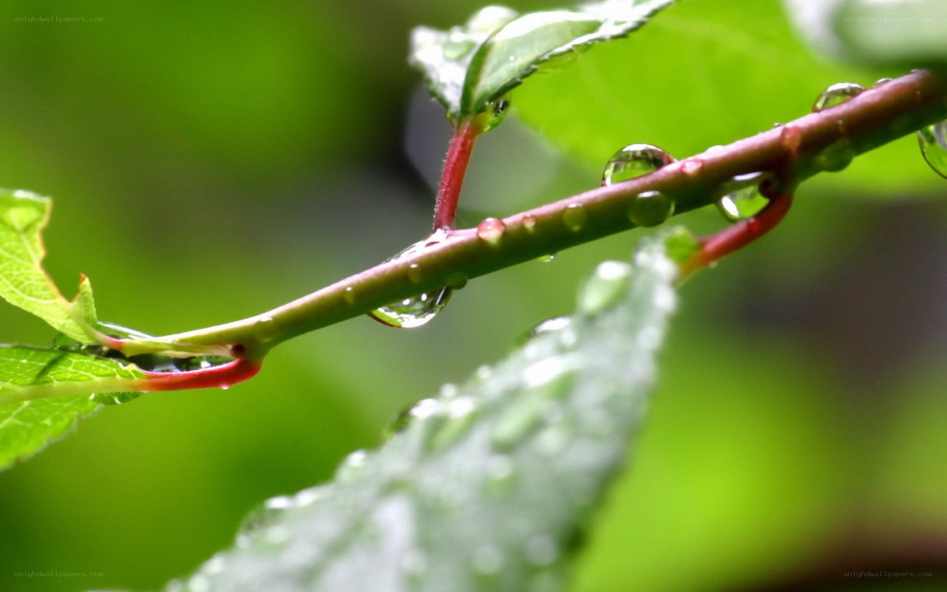 raindrops on a green branch