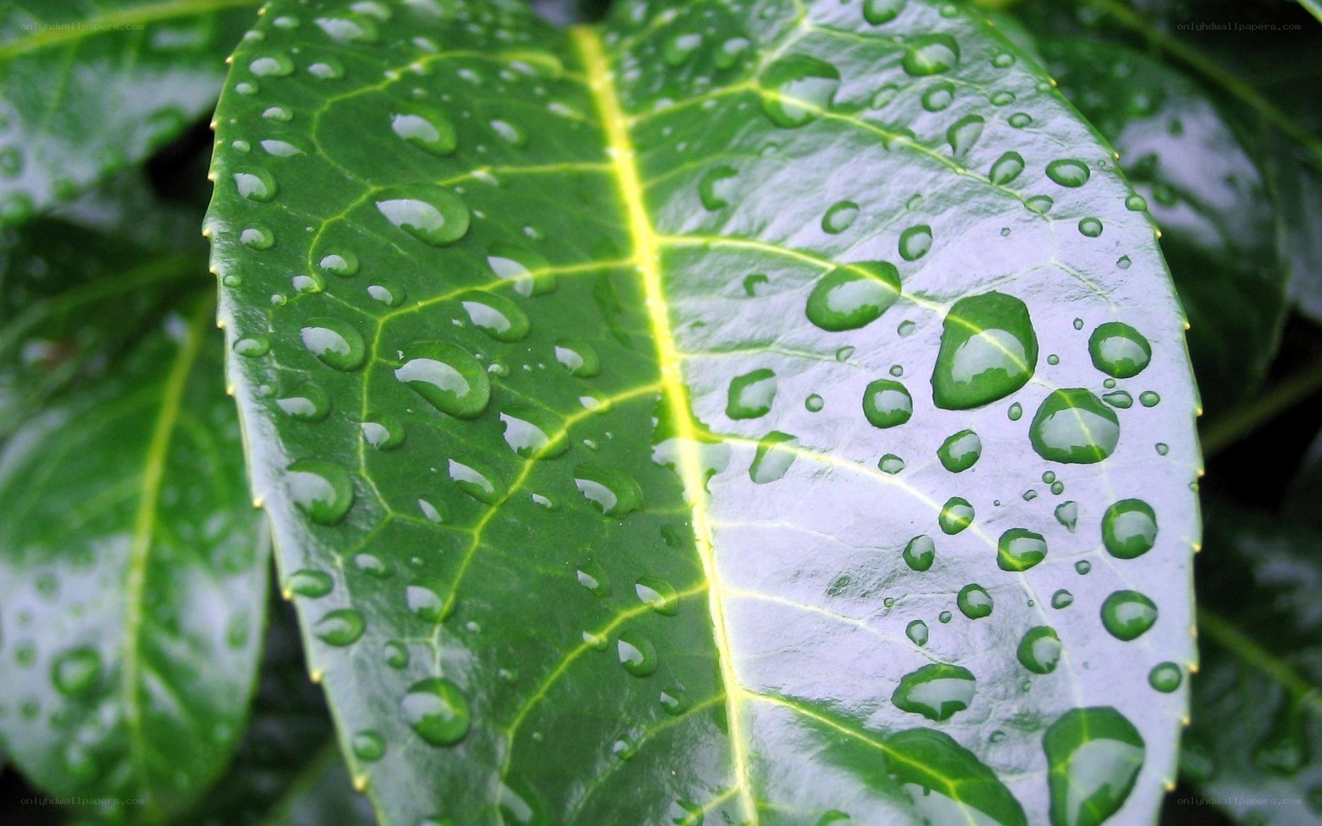 Raindrops on a green leaf