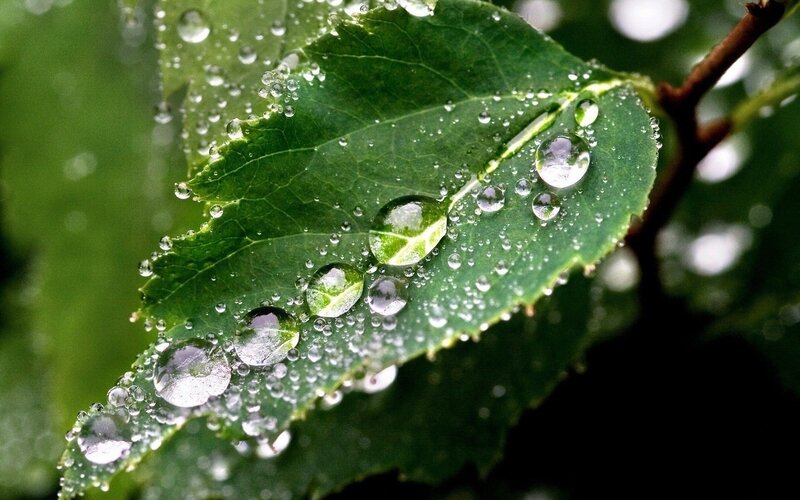 Raindrops on a green leaf