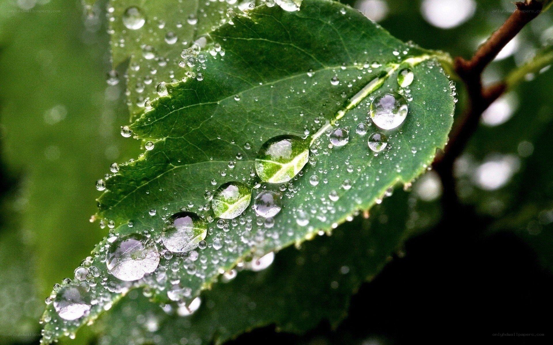 Raindrops on a green leaf
