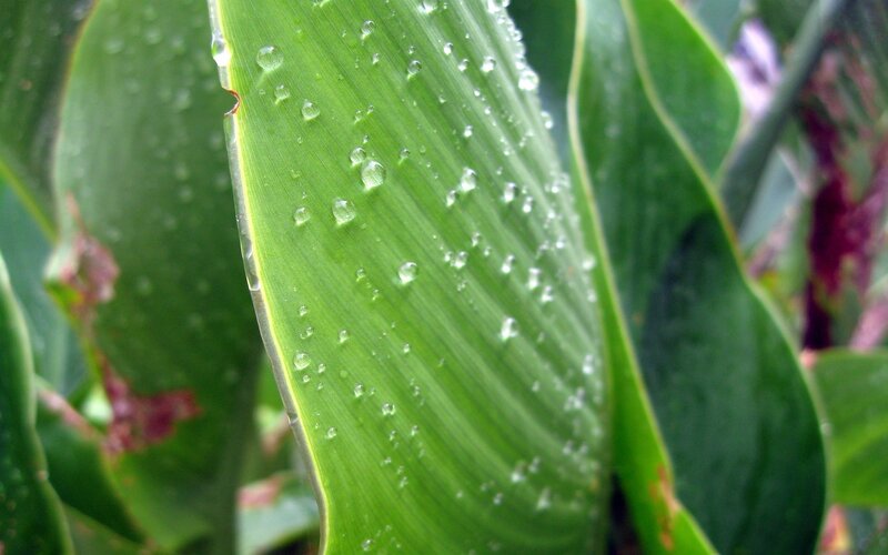 Raindrops on a green leaf