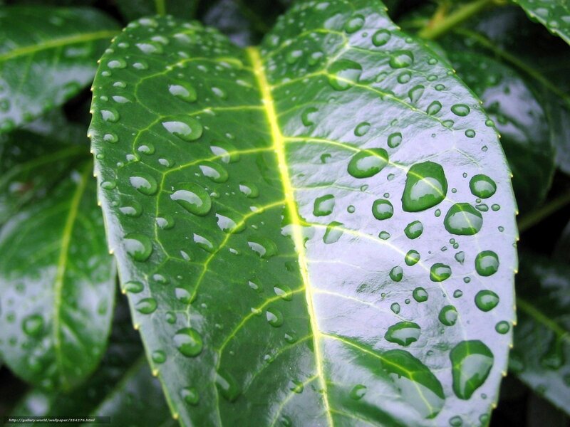 Raindrops on a green leaf