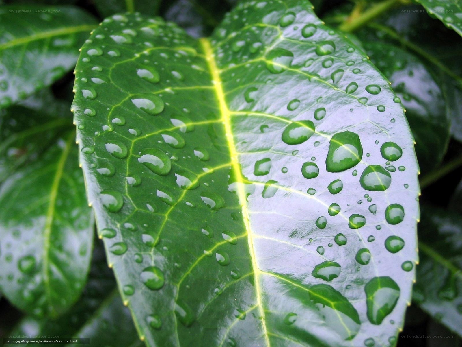 Raindrops on a green leaf