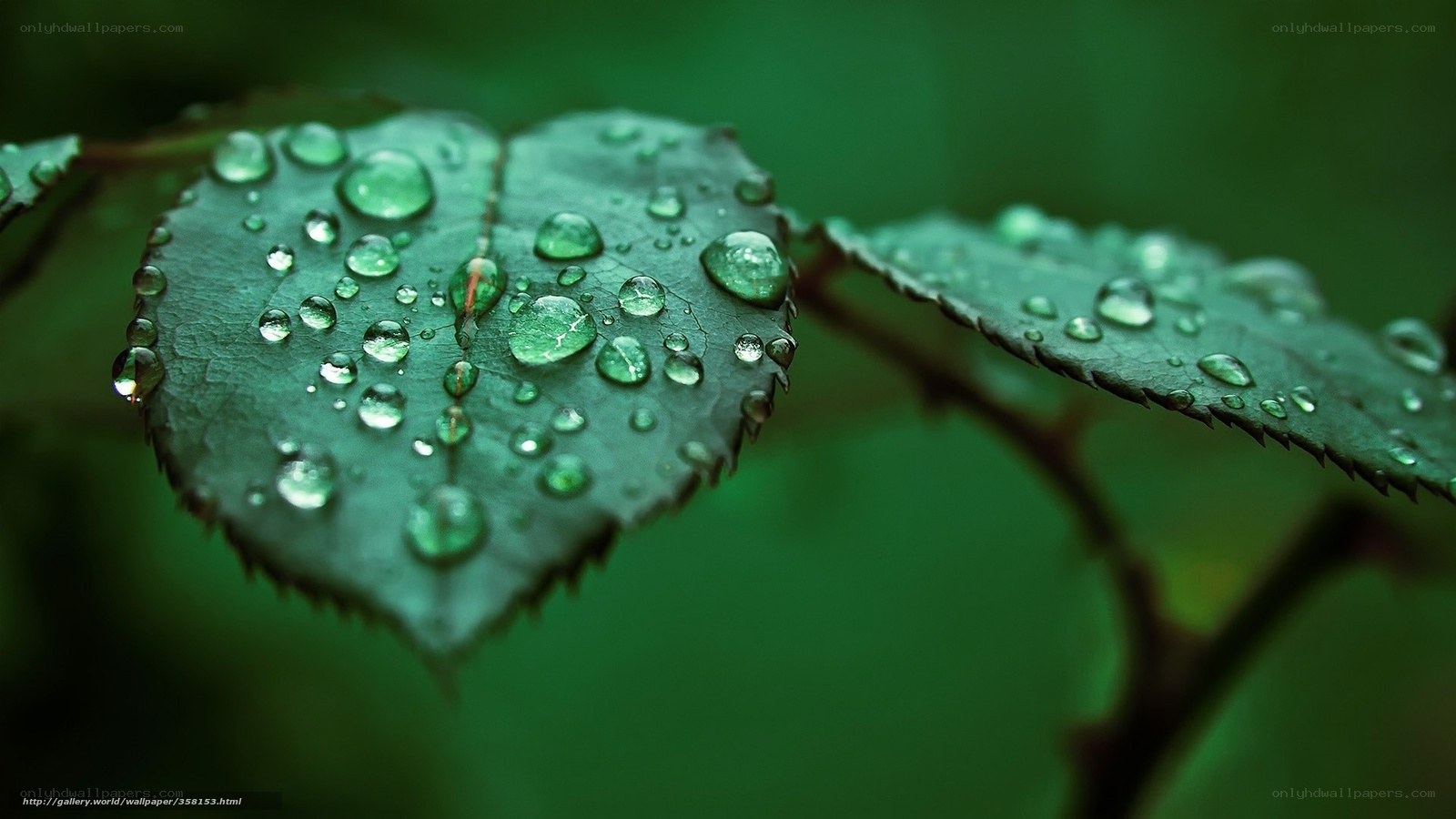 Raindrops on a green leaf