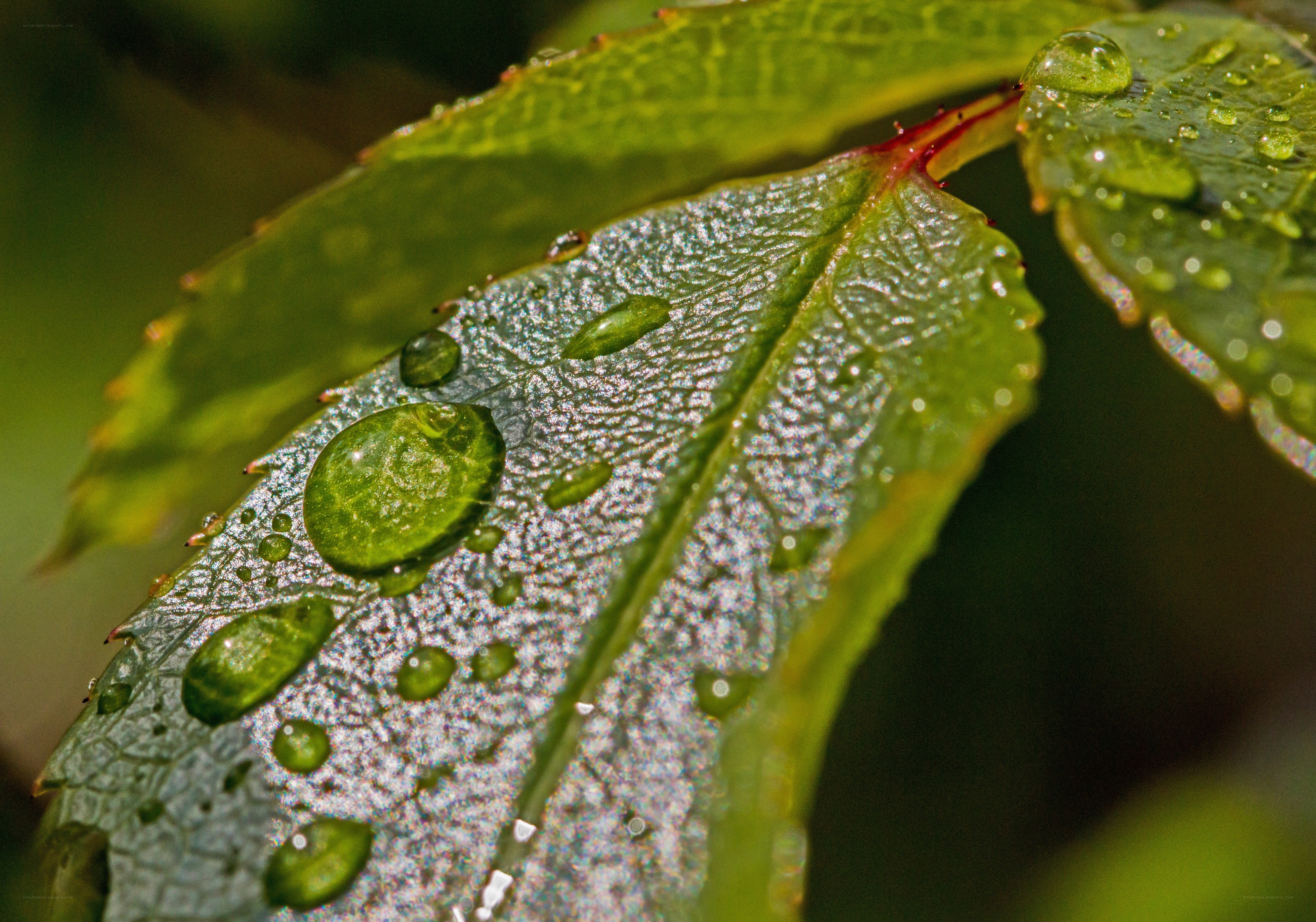 Raindrops on a green leaf