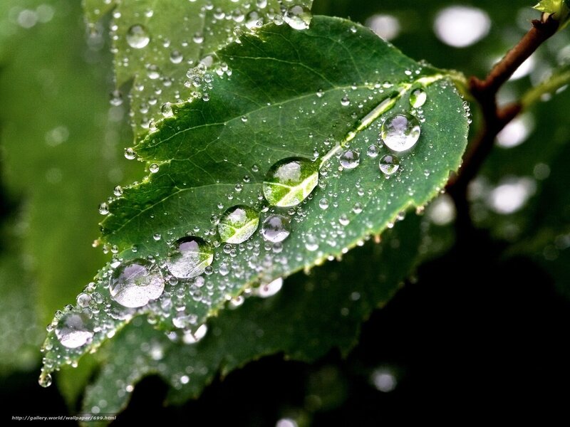 Raindrops on a green leaf