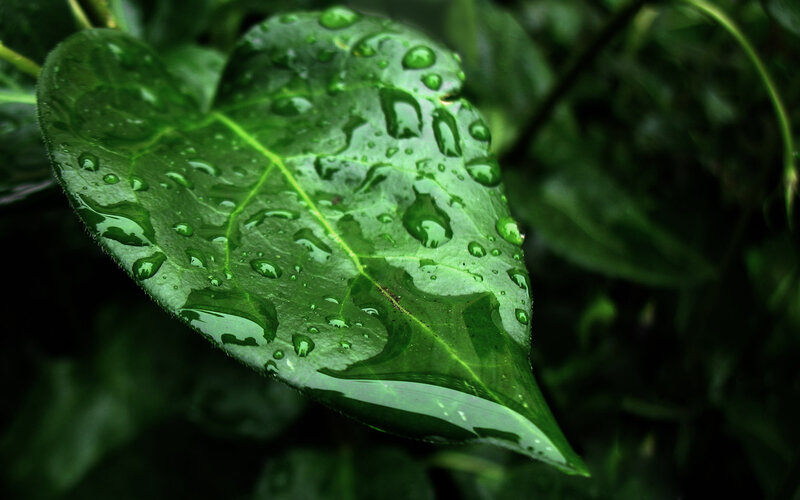 Raindrops on a green leaf
