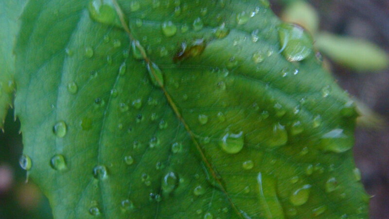 Raindrops on a green leaf