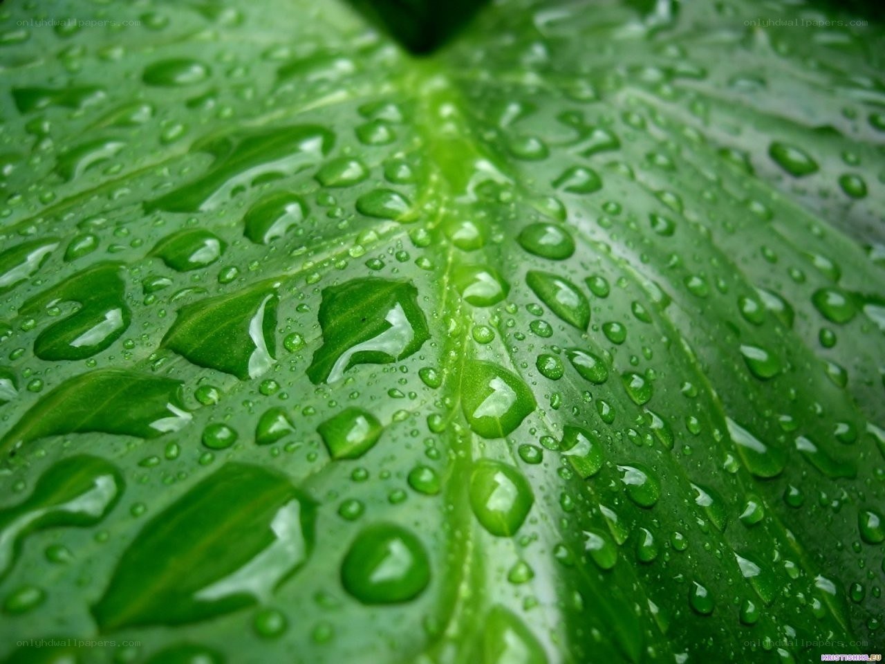 Raindrops on a green leaf