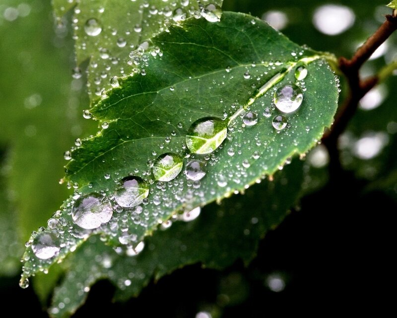 Raindrops on a green leaf