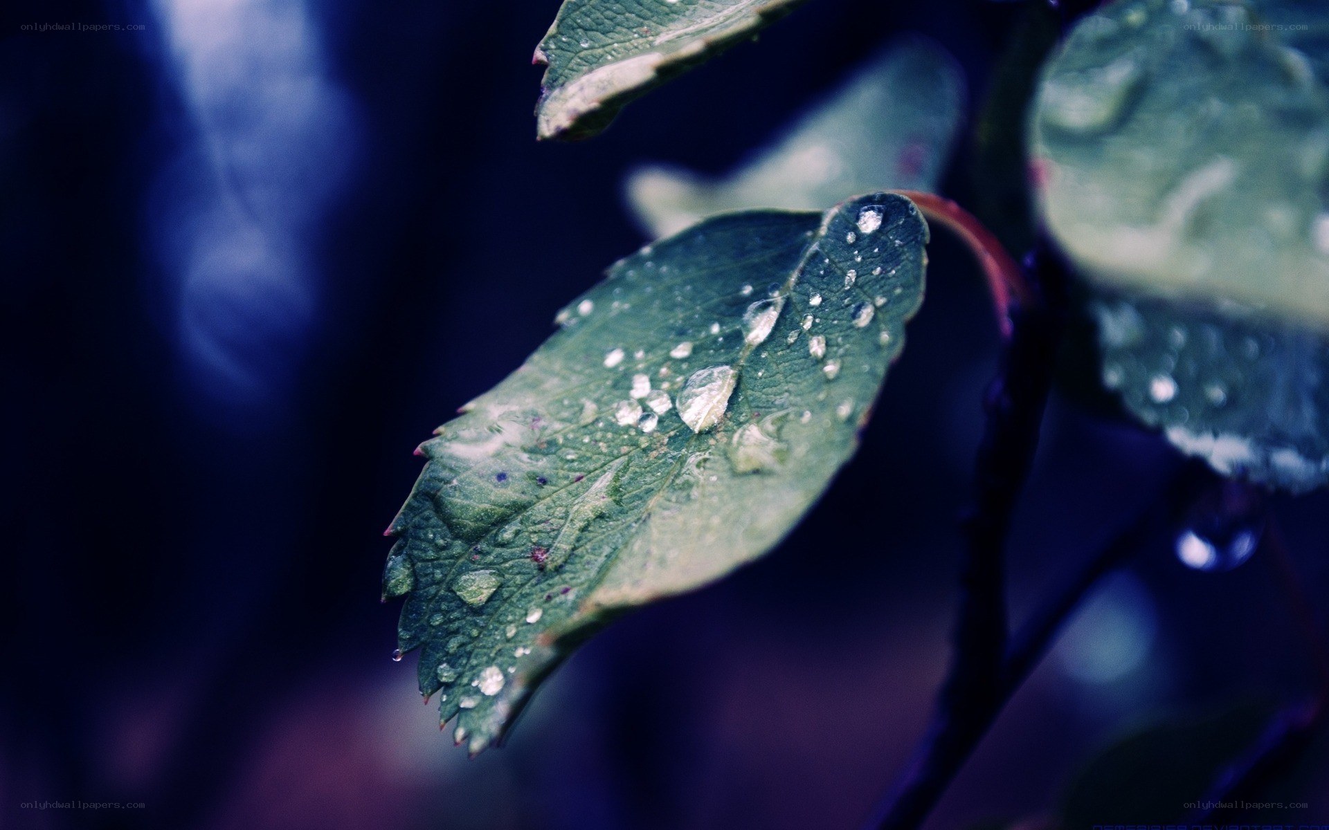 Raindrops on a green leaf