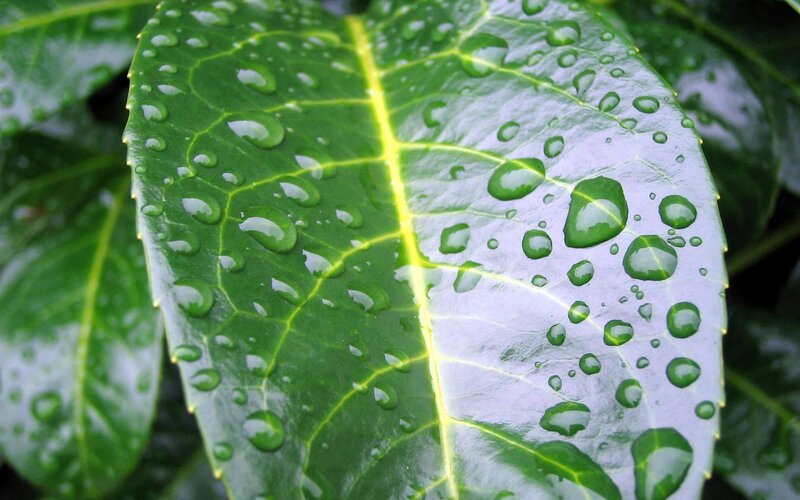 Raindrops on a green leaf