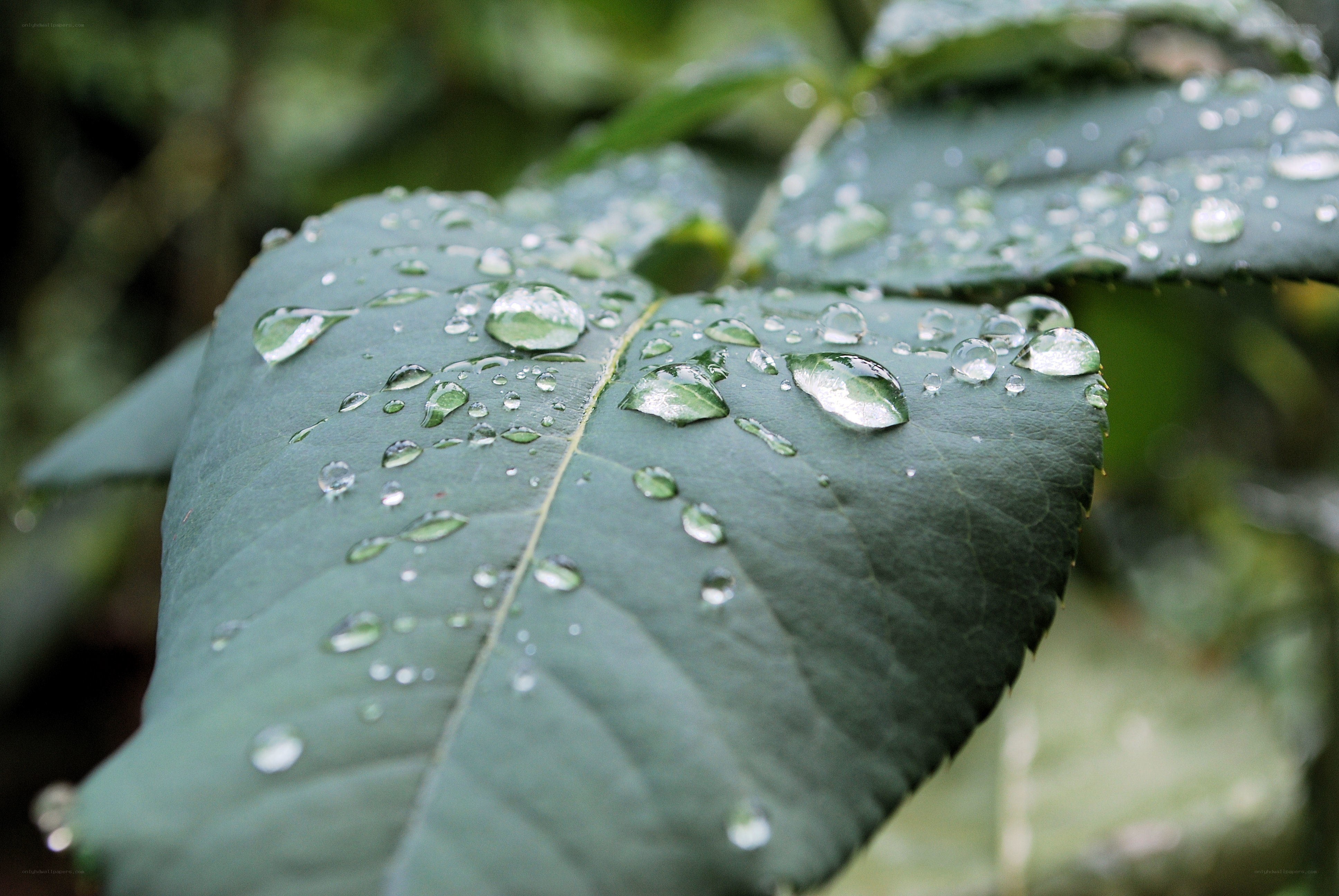 Raindrops on a green leaf