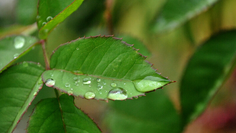 raindrops on a green leaf