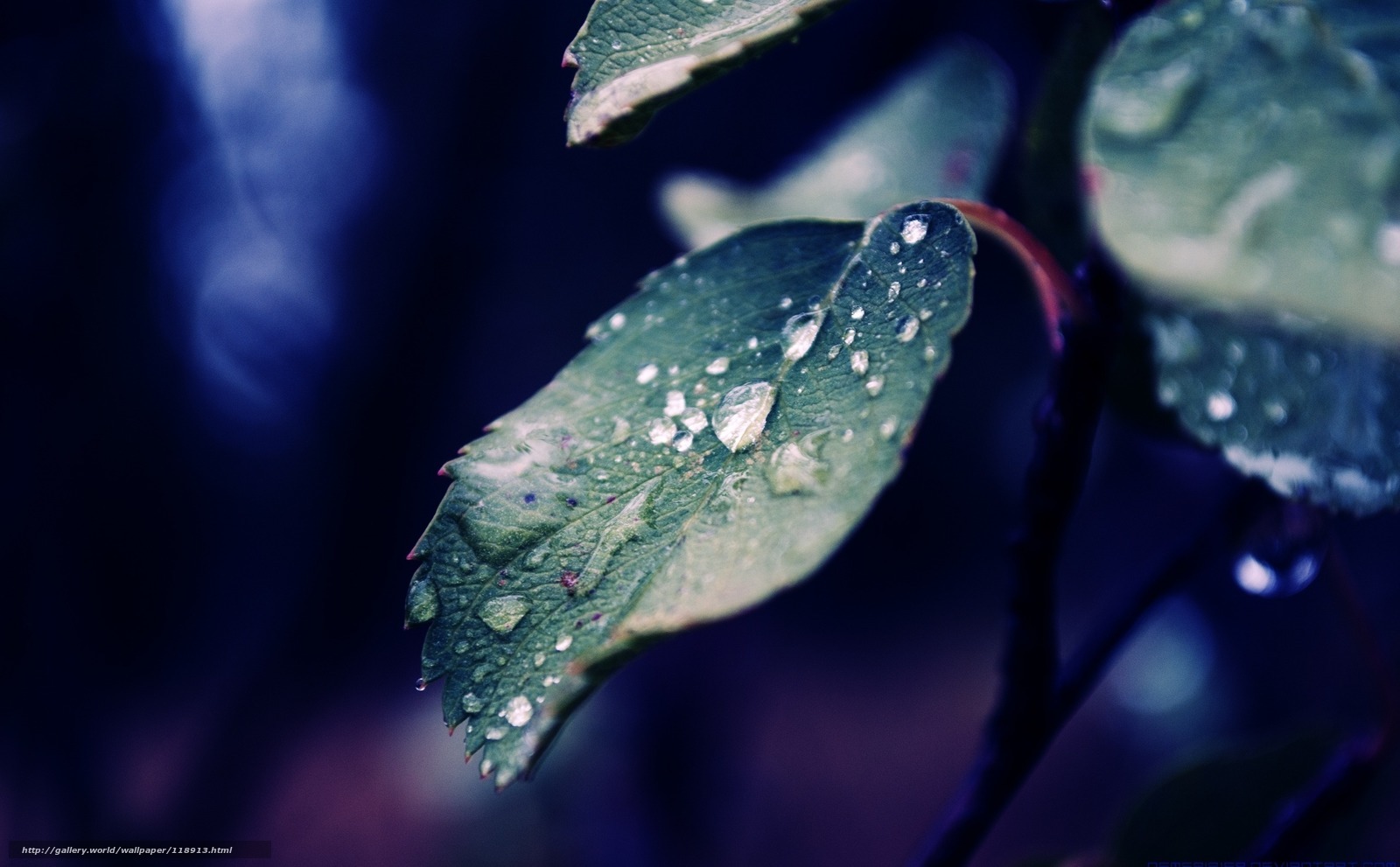 Raindrops on a green leaf