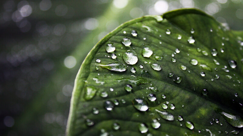 raindrops on a green leaf