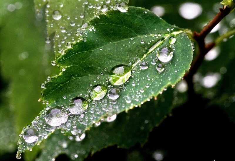 raindrops on a green leaf
