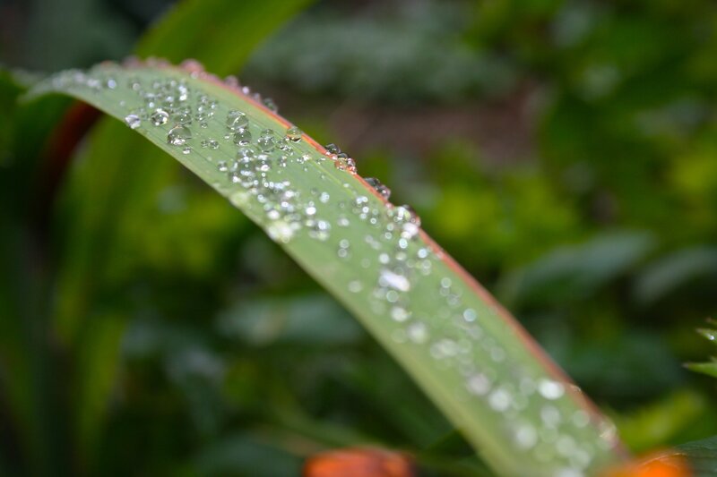 Raindrops on a green leaf