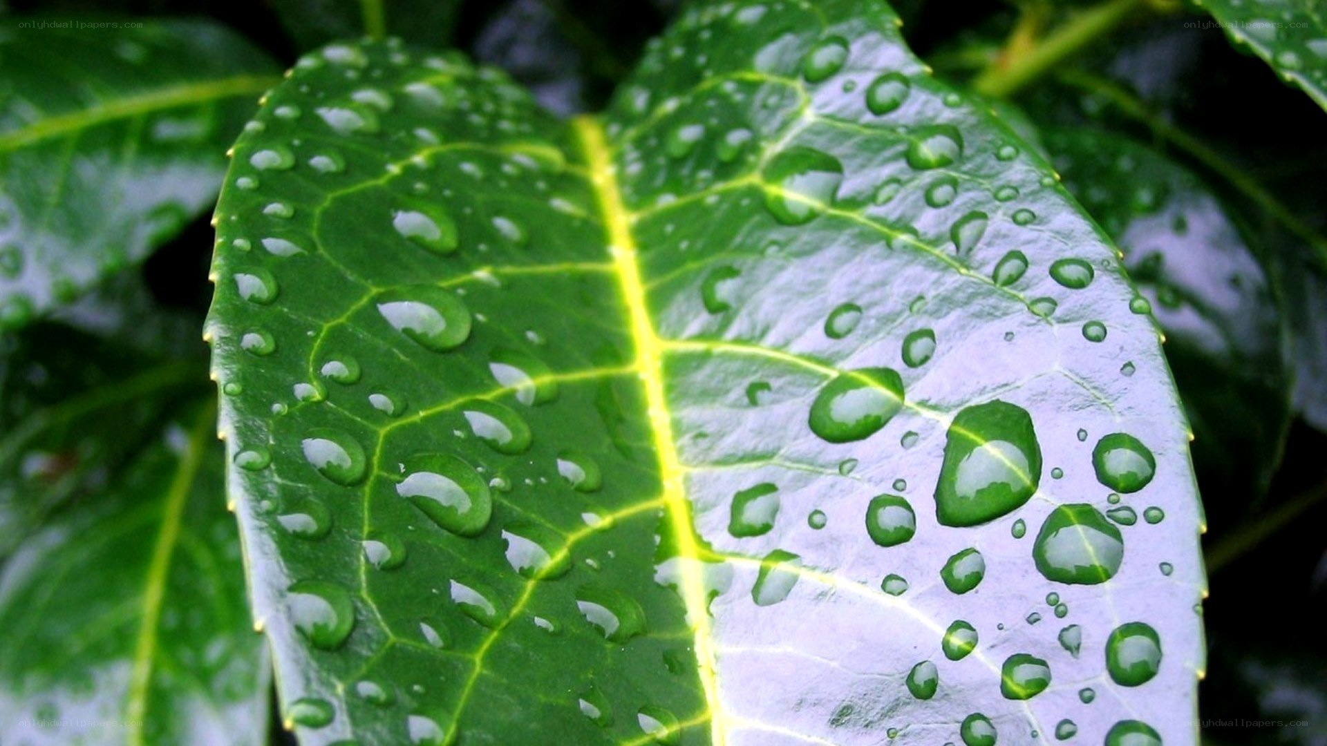 raindrops on a green leaf
