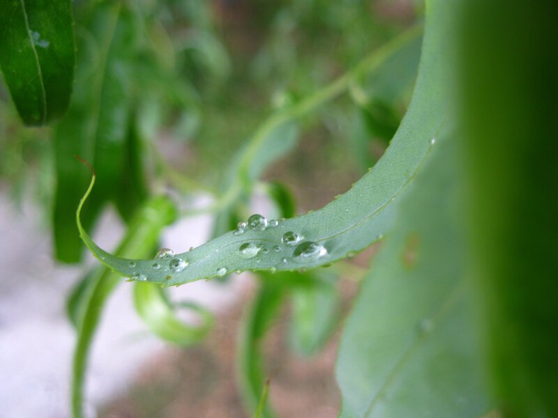 Raindrops on a green leaf