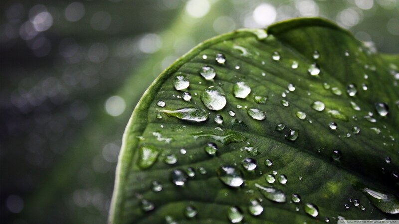 Raindrops on a green leaf