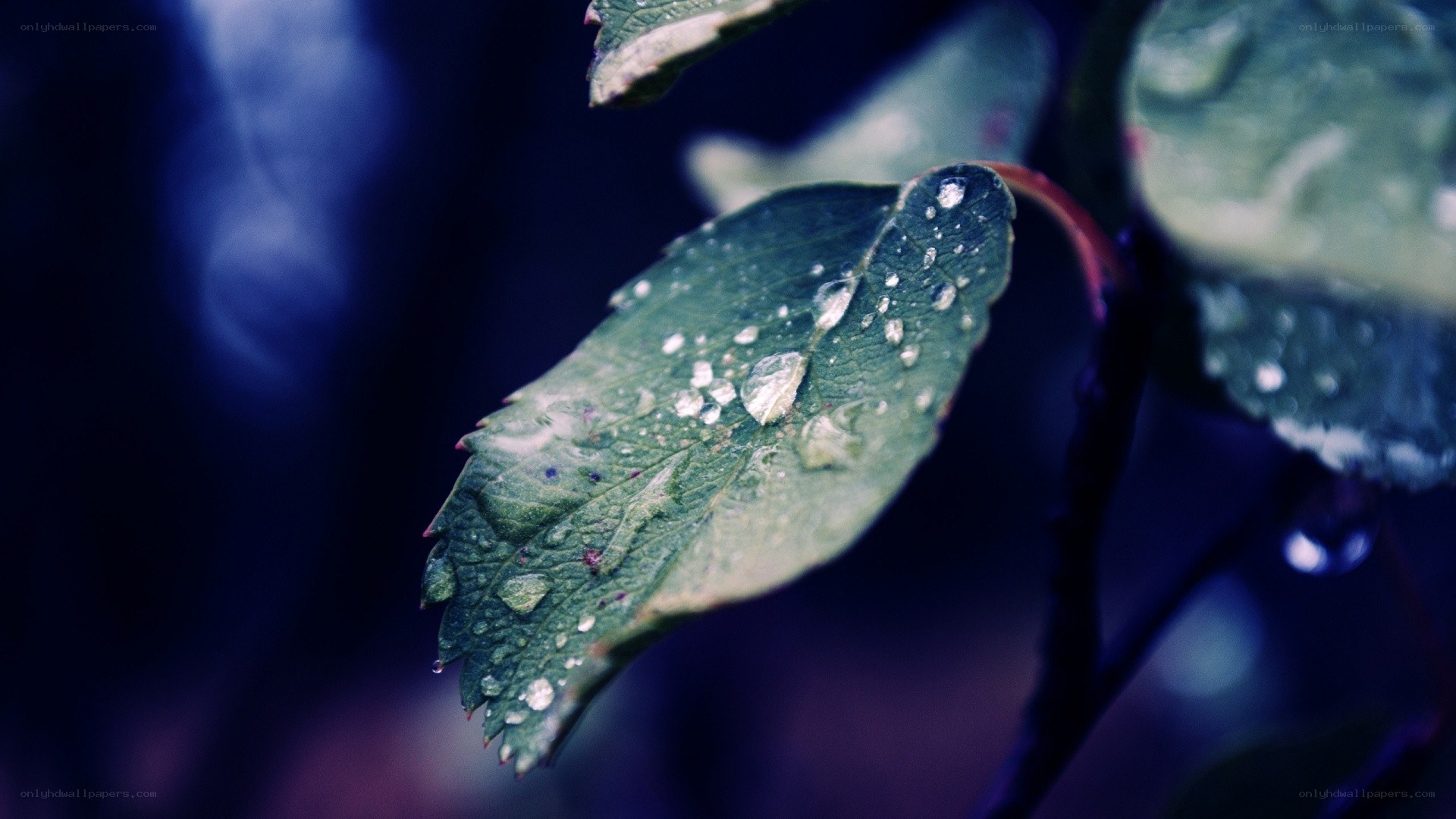 raindrops on a green leaf