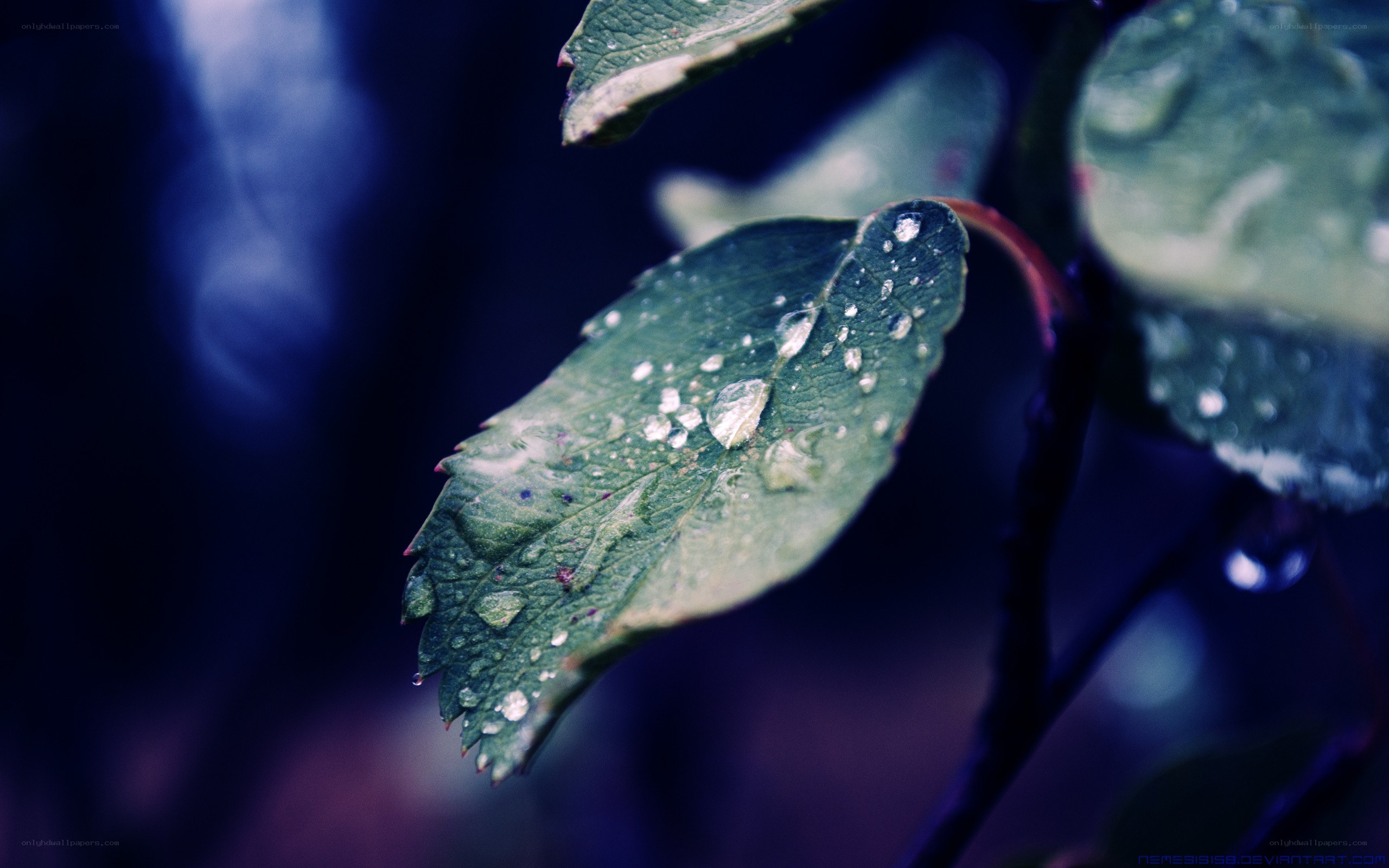 raindrops on a green leaf